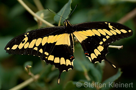 166 Koenigs-Page - Papilio thoas
